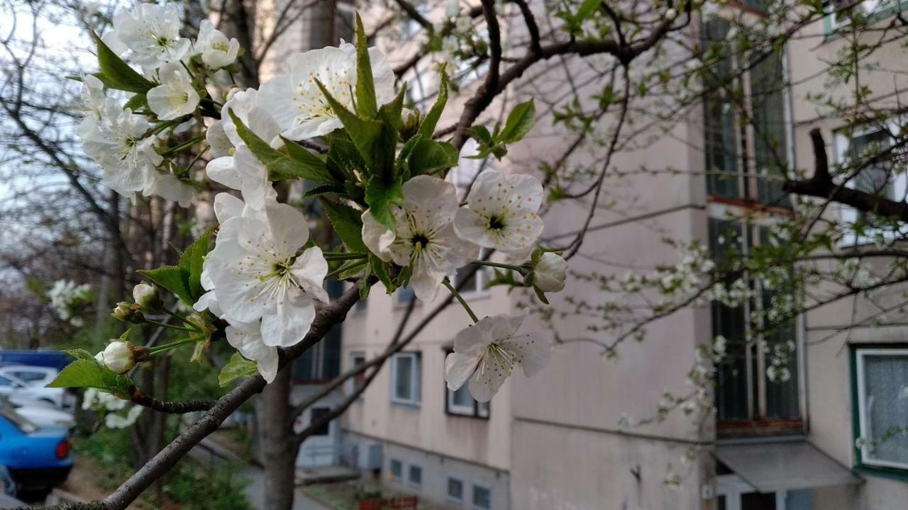 Gesztenyés Apartman Miskolc Esterno foto