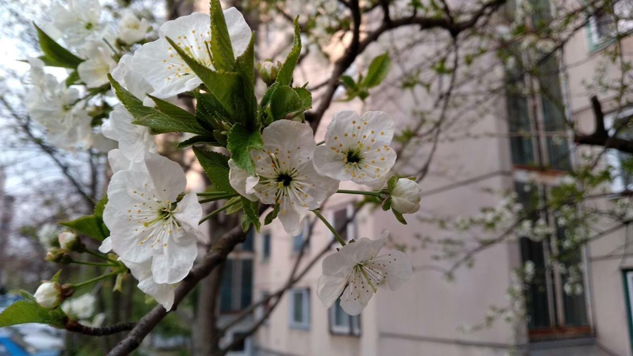 Gesztenyés Apartman Miskolc Esterno foto